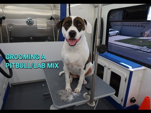 Grooming A Pitbull/Lab Mix - Youtube