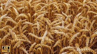 Wheat Field Images - 4K Slideshow 1 Hour - Piano Music screenshot 5