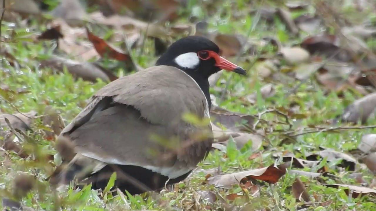 Red-wattled Lapwing Vanellus indicus atronuchalis – parenting & feeding behaviour