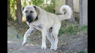 KANGAL İSİMLERİ (YENİ)!!!!