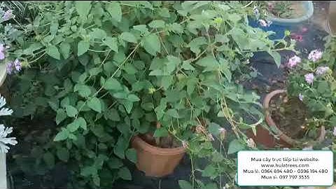 Bán cây hoa ngũ sắc tím rủ cao hơn 1m 0964894480