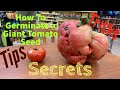 Tips, Tricks, &amp; Secrets to Germinating Giant Tomato Seeds