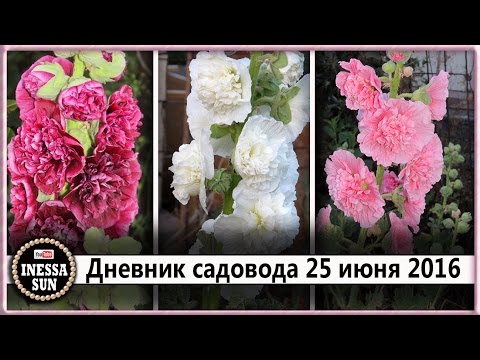 Шток-роза или мальва из семян и другие цветы. 25 июня 2016