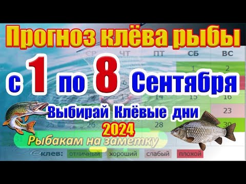 Прогноз клева рыбы на эту неделю с 1 по 8 Сентября Прогноз клева Лунный Календарь рыбака