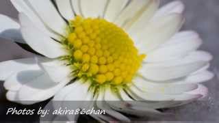 Nature in close-up - A macro slide show