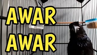 AWAR-AWAR REMAJA !!