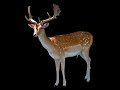 dancing deer 1min