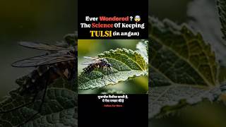तुलसी घर के आँगन में ही क्यों? जवाब जानकर दंग रह जाएंगे! 😱: Ancient Science of Tulsi