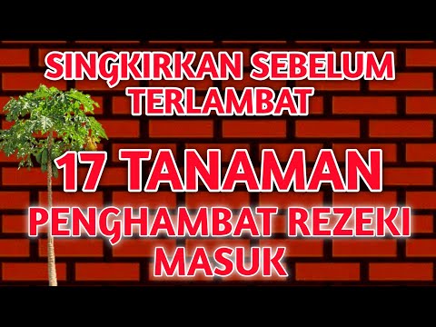 Video: Menanam Anggur Malaikat Dalam Bekas: Cara Menjaga Anggur Malaikat Berpasu