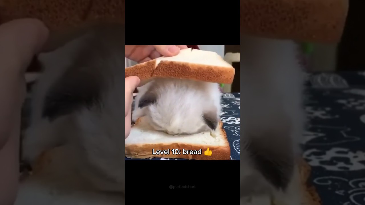Cats getting better loaf 🍞