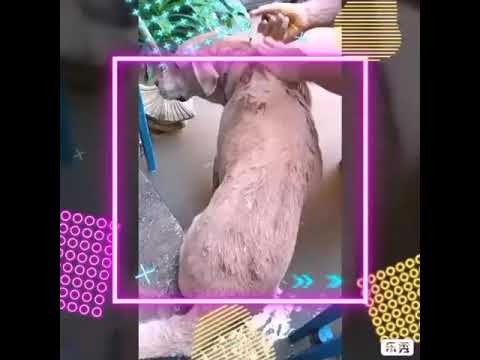 วีดีโอ: วิธีกำจัดหมัดสุนัขด้วยสบู่ทรีตเมนต์