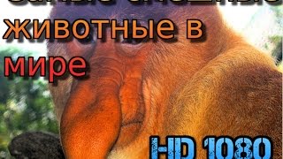 САМЫЕ СМЕШНЫЕ ЖИВОТНЫЕ В МИРЕ 2015 HD1080