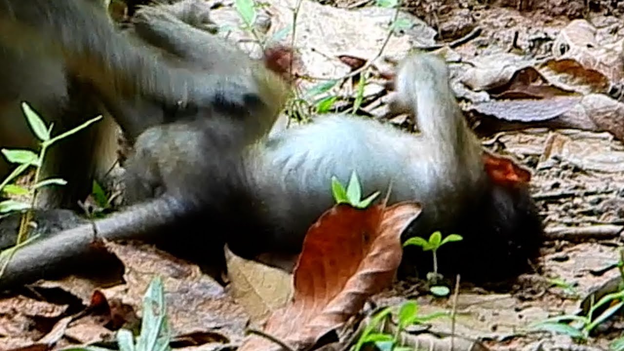 Pi-tiful A Nice Baby Need Mom Help I Lovely Baby Monkey In Deep Jungle ...