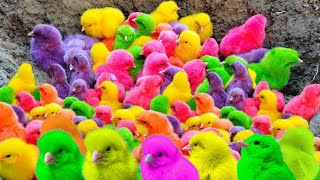 World Cute Chickens, Colorful Chickens, Rainbows Chickens, Cute Ducks, cute Cats ,cute animals#11