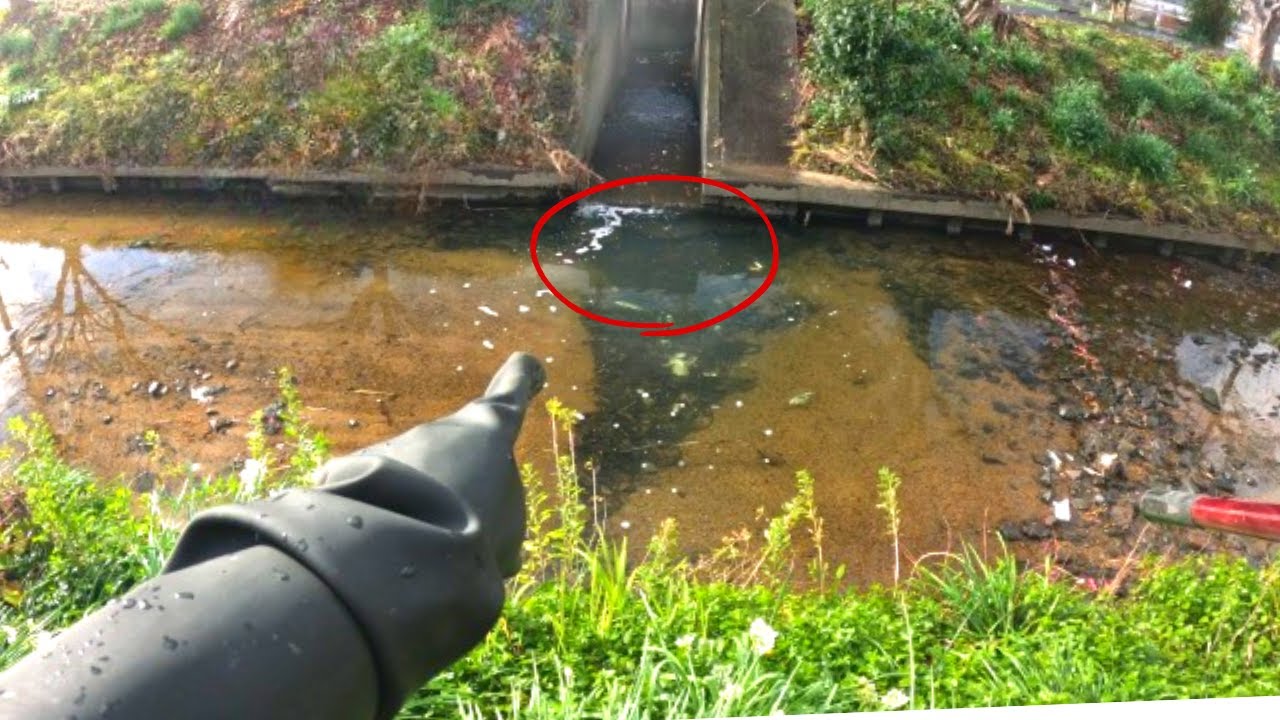 赤丸に異常な密度で生息する外来生物を根こそぎ捕獲してみたら…激レアな生物が混じってた！！【琵琶湖ガサガサ探検記134】