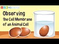 Egg Structure and Function Assessment