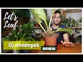 Alocasia, philodendron és még pár növény | #LetsLeaf