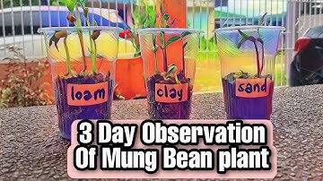 3-Day Observation of Mung bean plant | time lapse | Tres Prinsesitas