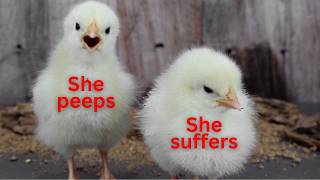 Stop ignoring THIS chick sound! | BREAKING RESEARCH