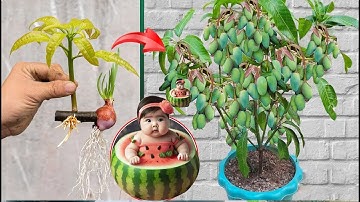 SUMMARY OF TECHNIQUES for propagating mango trees using onions, papayas, and bananas is super simple