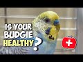 How to Identify a Healthy Budgie