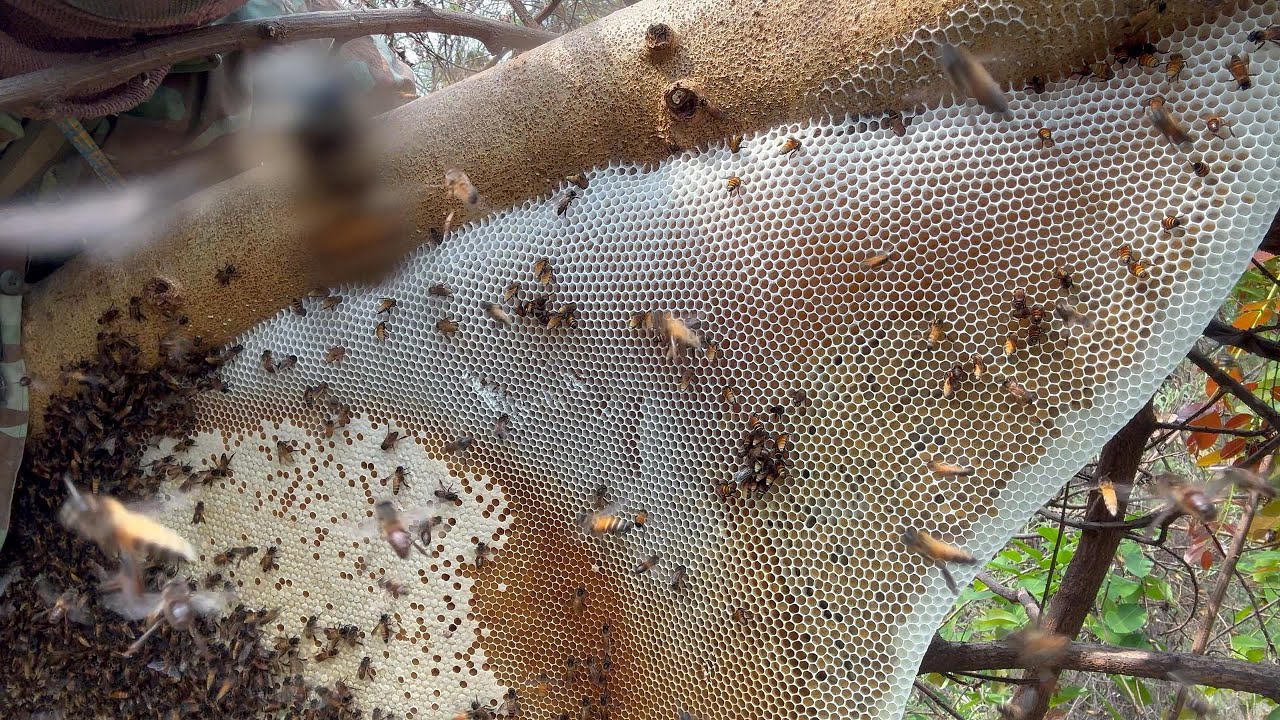 ปาดรอบ2 รอบแรกได้หัวน้ำ10กิโล รอบสองมาลุ้นกัน  |  พรานหมึก คนตีผึ้ง