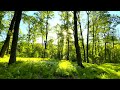 4k morning forest  real time  ambience sounds  relax