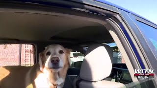 Veterinarian breaks down safe ways to travel with pets ahead of Memorial Day weekend