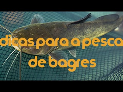 Dicas para a pesca de bagres!!