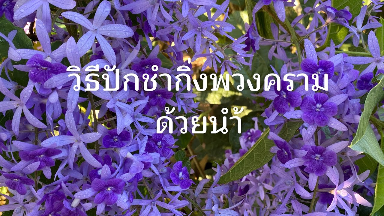 วิธีปักชำกิ่งพวงครามด้วยน้ำพร้อมการปลูก#ไม้ดอกไม้ประดับ #ดอกไม้สีม่วง#ดอกช่อม่วง#ไม้เลื้อยไม้ทำซุ้ม