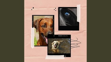 Casual Backdrops for Lazy Puppy Afternoons