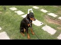 Adiestramiento Basico Dobermann clase 1