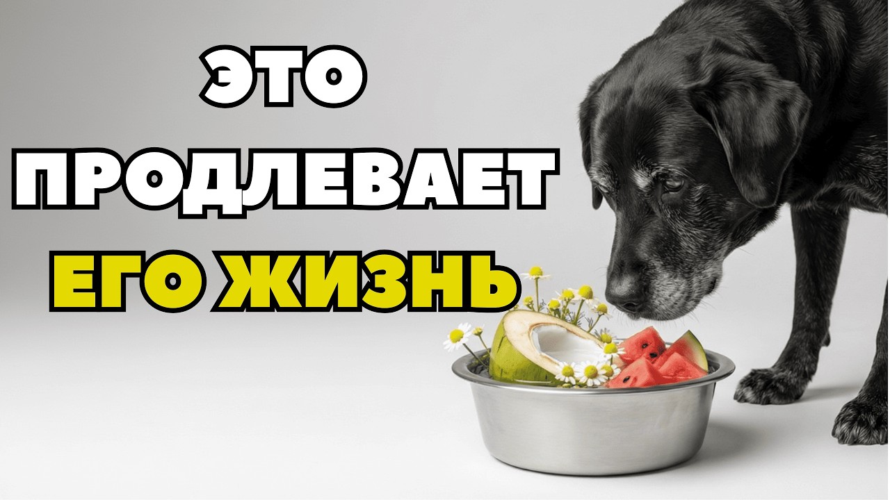 7 напитков, которые необходимы вашей собаке для долгой жизни