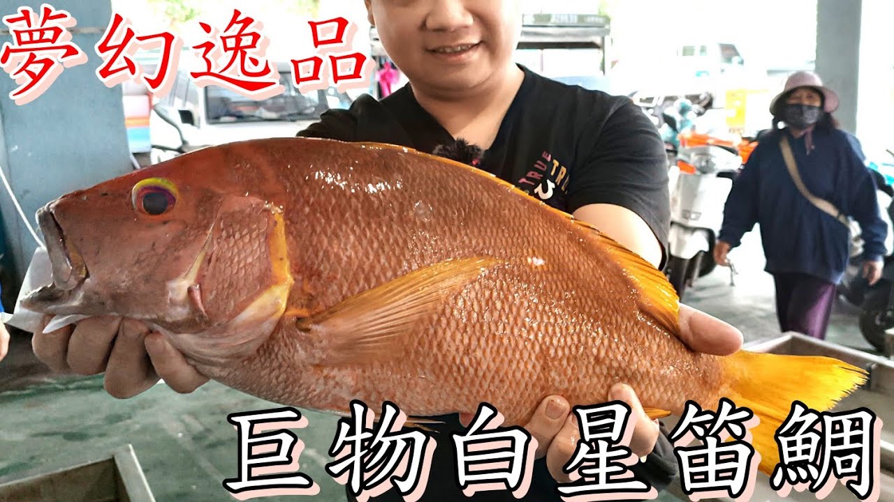 台東富岡漁港丨拍賣價一路飆升丨圓夢了巨物白星笛鯛丨夢幻逸品極度舒服丨Fish Market Auction-Flame snapper