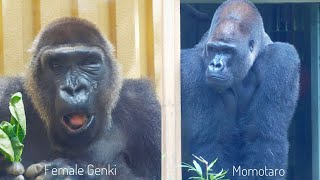 Silverback Gorilla Worried About A Female With Swollen Left Eye | The Momotaro Group