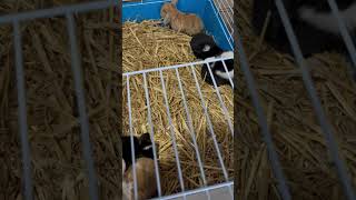 Mini lops