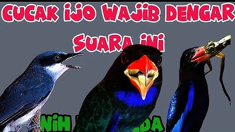 Audio jernih dan mudah ditirukan | tengkek buto, tengkek udang dan jinjing petulak