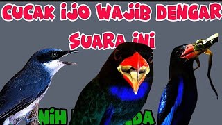 Audio jernih dan mudah ditirukan | tengkek buto, tengkek udang dan jinjing petulak