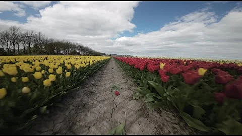 Vliegen tussen de tulpen in de Beemster