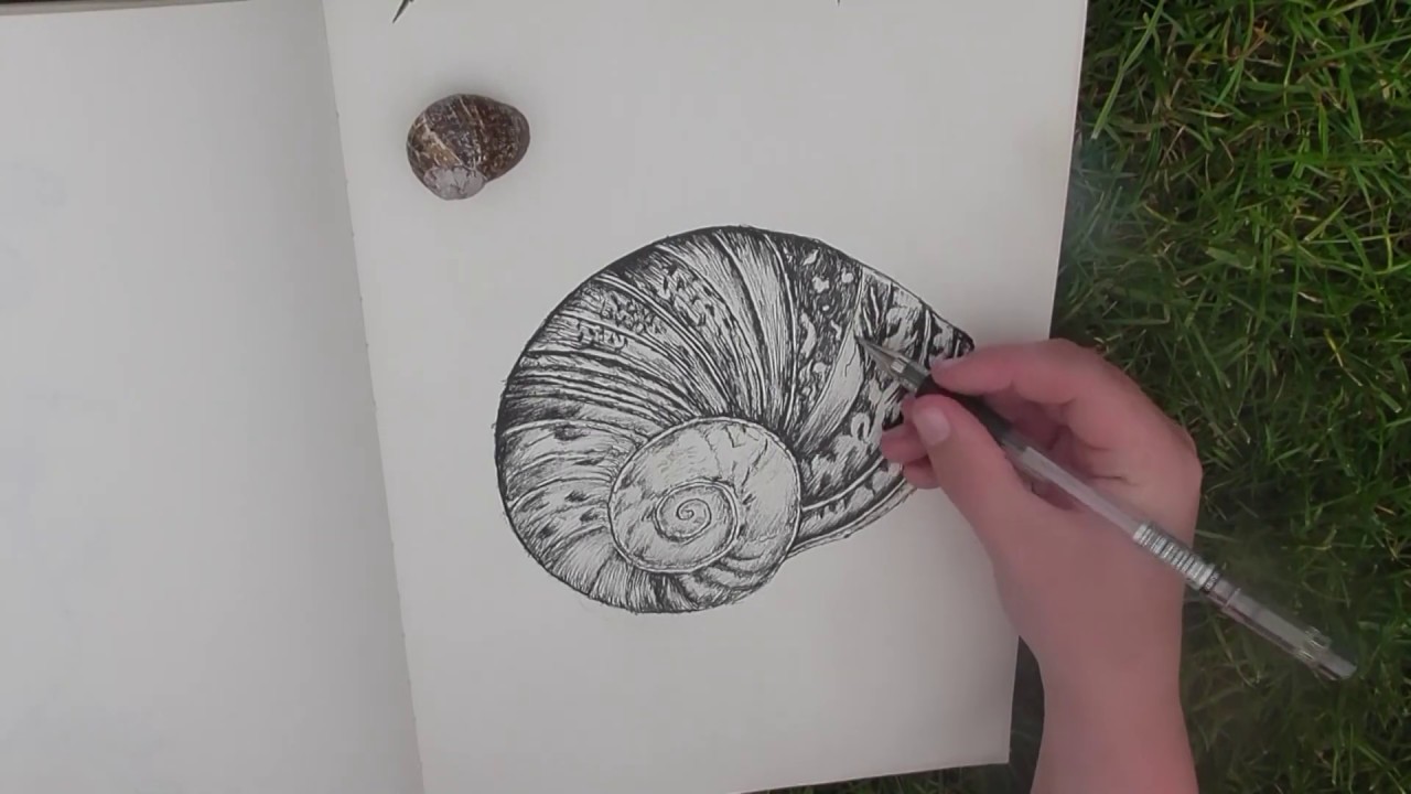 Snail Shell Study Pen Time Lapse YouTube