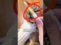 【閲覧注意】猫の鼻から「膿」が止まらない。放置すると致死率30%?