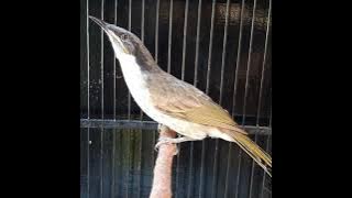 CUCAK PANTAI PANCINGAN BUNYI BURUNG BAHAN