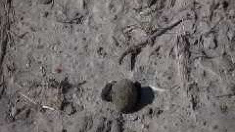 Dung beetles at work