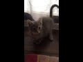 Kitten's First Day Home