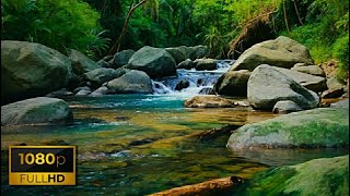 The sound of the river in the forest and the beautiful singing of birds