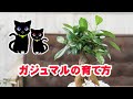 ガジュマルの置き場所と水遣り等育て方