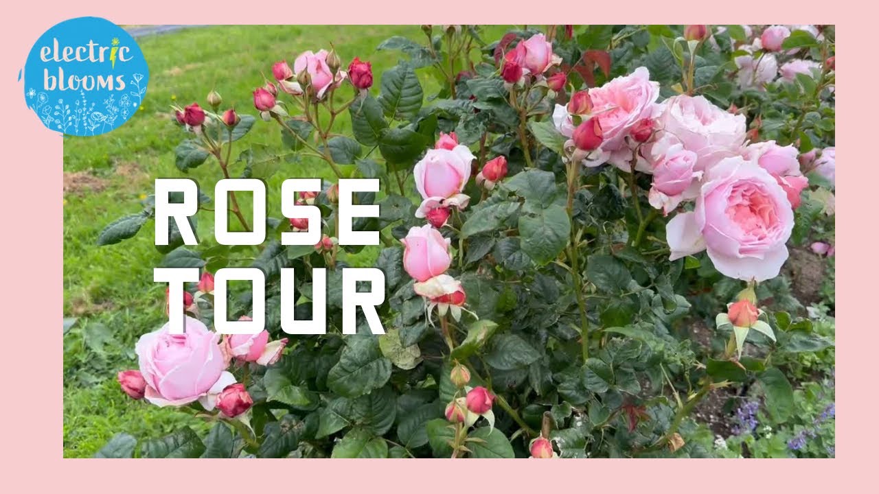 Rose tour at the farm!