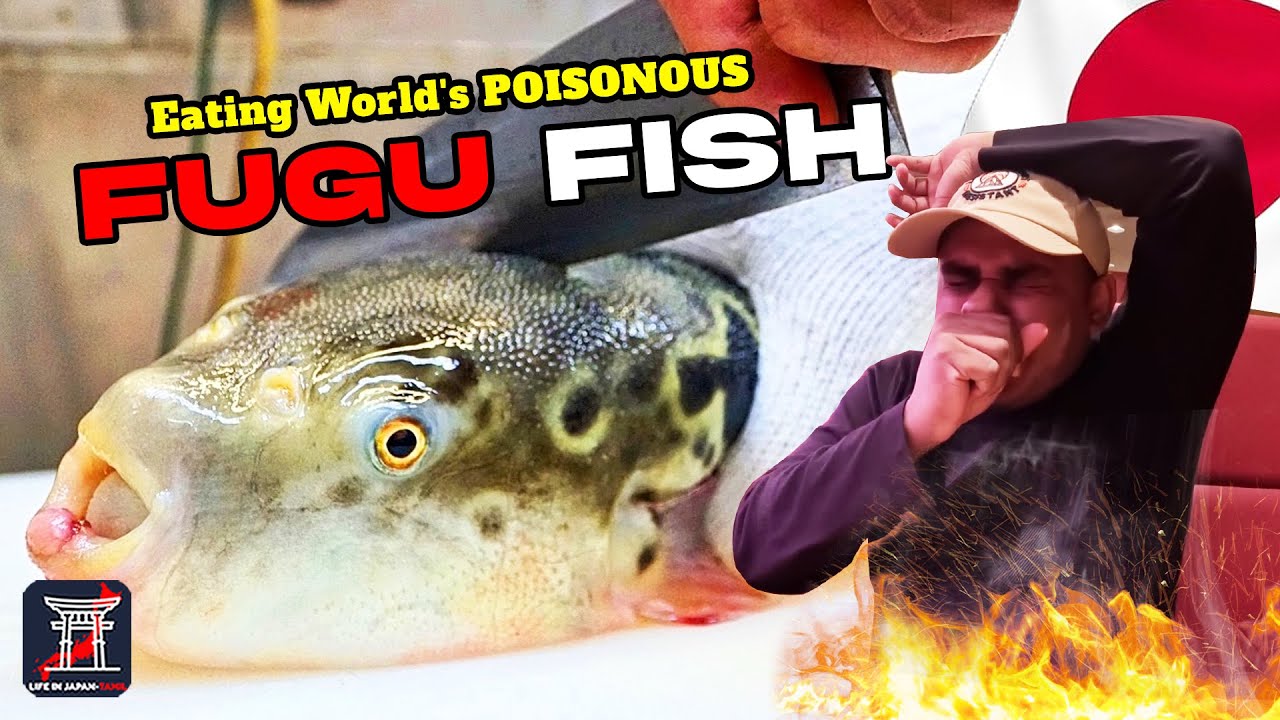 eating-world-s-poisonous-puffer-fish