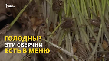 Не каждый сверчок знает...
