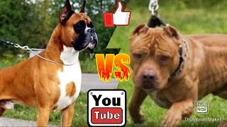 Немецкий боксер против Питбуля. German boxer against Pitbull. Animals Battle.